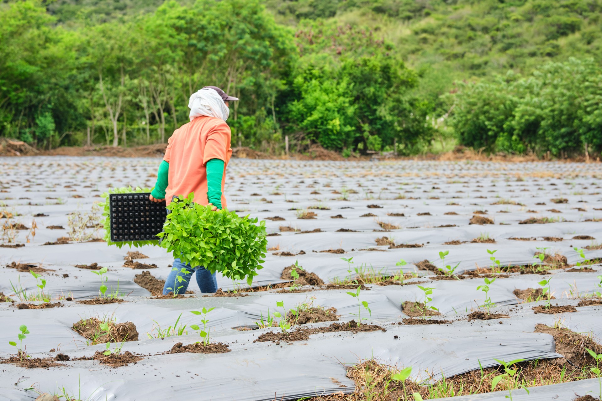 Persona irreconocible que lleva plántulas de ají Tabasco chile para plantar en el campo