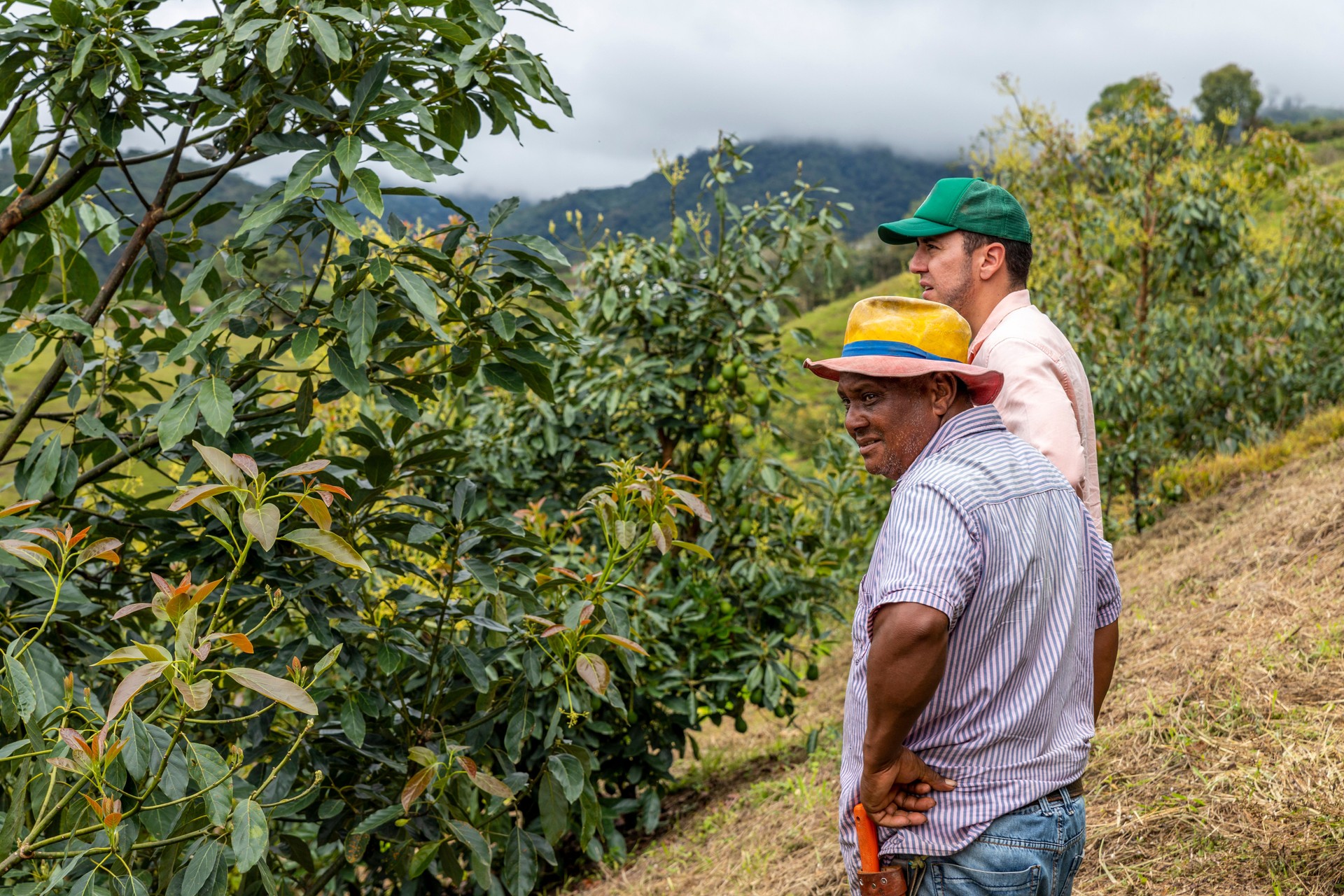 dos agricultores inspeccionan cultivo de aguacate en las montañas de colombia